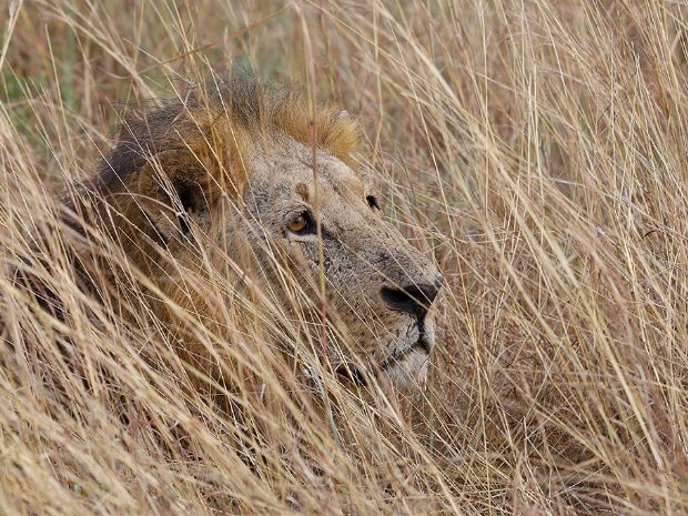 Nairobi National Park