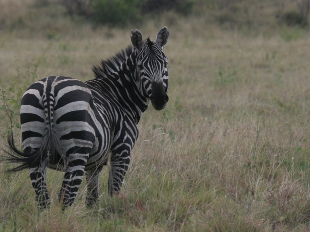 Nechisar National Park