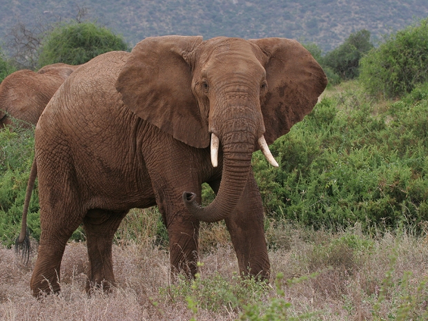 Samburu National Reserve