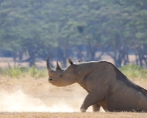 Solio Game Reserve, Kenya