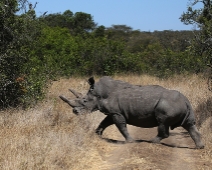 SolioGR_010 Trubbnoshörning (Ceratotherium simum)