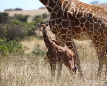 SolioGR_012 Nätgiraff (Giraffa camelopardalis reticulata)