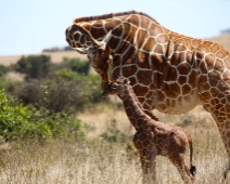 SolioGR_013 Nätgiraff (Giraffa camelopardalis reticulata)