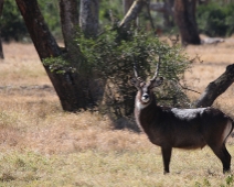 SolioGR_007 Defassa Waterbuck