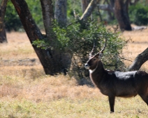 SolioGR_008 Defassa Waterbuck