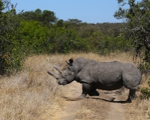 SolioGR_009 Trubbnoshörning (Ceratotherium simum)