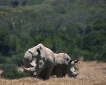 SolioGR_016 Trubbnoshörning (Ceratotherium simum)