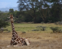 SolioGR_031 Nätgiraff (Giraffa camelopardalis reticulata)