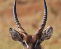 EastTsavoNP_012 Tsavo East National Park Waterbuck