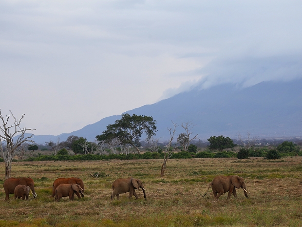 Tsavo East National Park