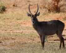 EastTsavoNP_013 Tsavo East National Park Waterbuck