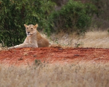 EastTsavoNP_018 Tsavo East National Park Lejon