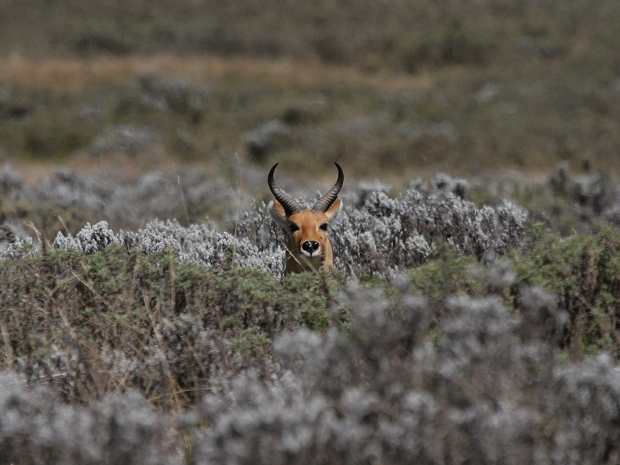 Bale Mountains National Park Ethiopia