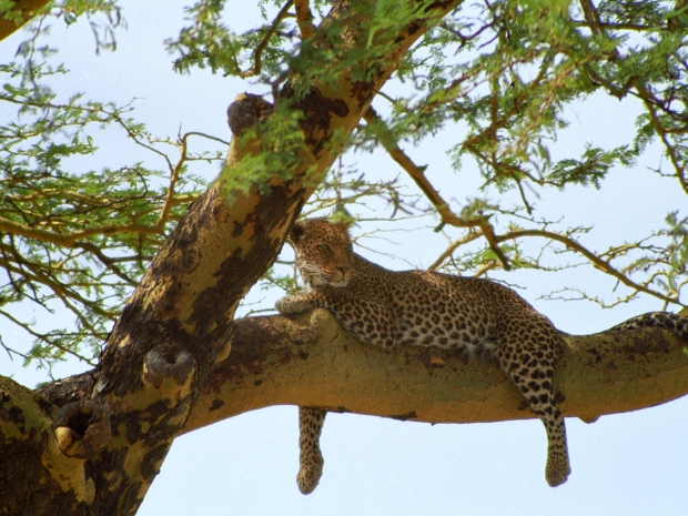 Serengeti National Park Tanzania