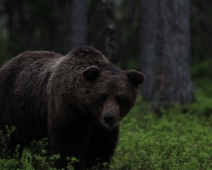 bjorn_008 Hälsingland - Brunbjörn (Ursus arctos)