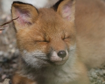 fox_005 Rödräv (Vulpes vulpes)