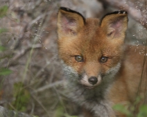 fox_006 Rödräv (Vulpes vulpes)
