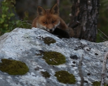 fox_008 Rödräv (Vulpes vulpes)
