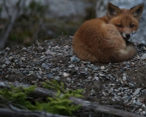 fox_009 Rödräv (Vulpes vulpes)