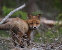 fox_014 Rödräv (Vulpes vulpes)
