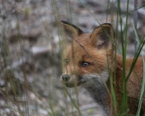 fox_015 Rödräv (Vulpes vulpes)