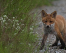 fox_016 Rödräv (Vulpes vulpes)