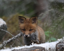 fox_018 Rödräv (Vulpes vulpes)