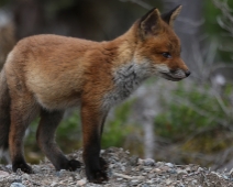 fox_019 Rödräv (Vulpes vulpes)