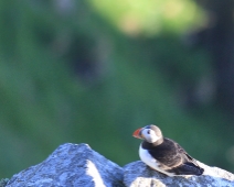 runde_014 Lunnefågel (Fratercula arctica)