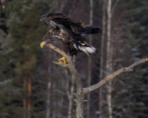 eagle_0091 Havsörn, Färnebofjärdens National Park, Sweden
