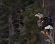 eagle_0092 Havsörn, Färnebofjärdens National Park, Sweden