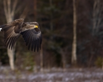 eagle_0095 Havsörn, Färnebofjärdens National Park, Sweden