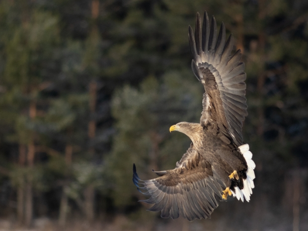 White-tailed Eagle Sweden