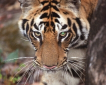 bandhavgarh_001