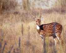 bandhavgarh_003