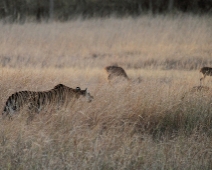 bandhavgarh_008