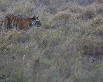 bandhavgarh_009