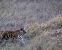 bandhavgarh_010