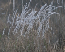 bandhavgarh_015