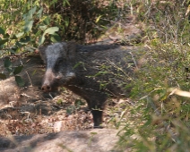 bandhavgarh_016