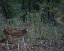 bandhavgarh_020