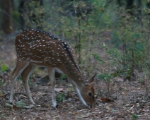 bandhavgarh_021