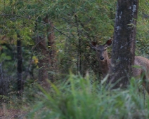 bandhavgarh_022