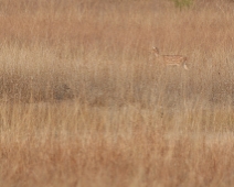 bandhavgarh_035