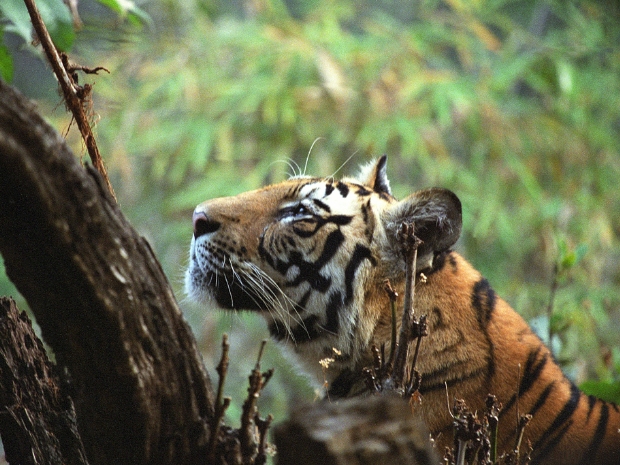 Bandhavgarh National Park