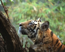 bandhavgarh_002