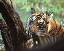 bandhavgarh_004