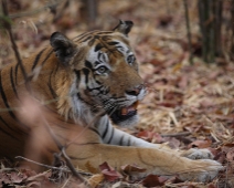 bandhavgarh_005