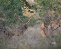 bandhavgarh_018