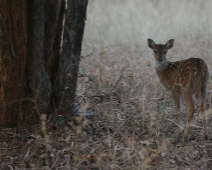 bandhavgarh_019